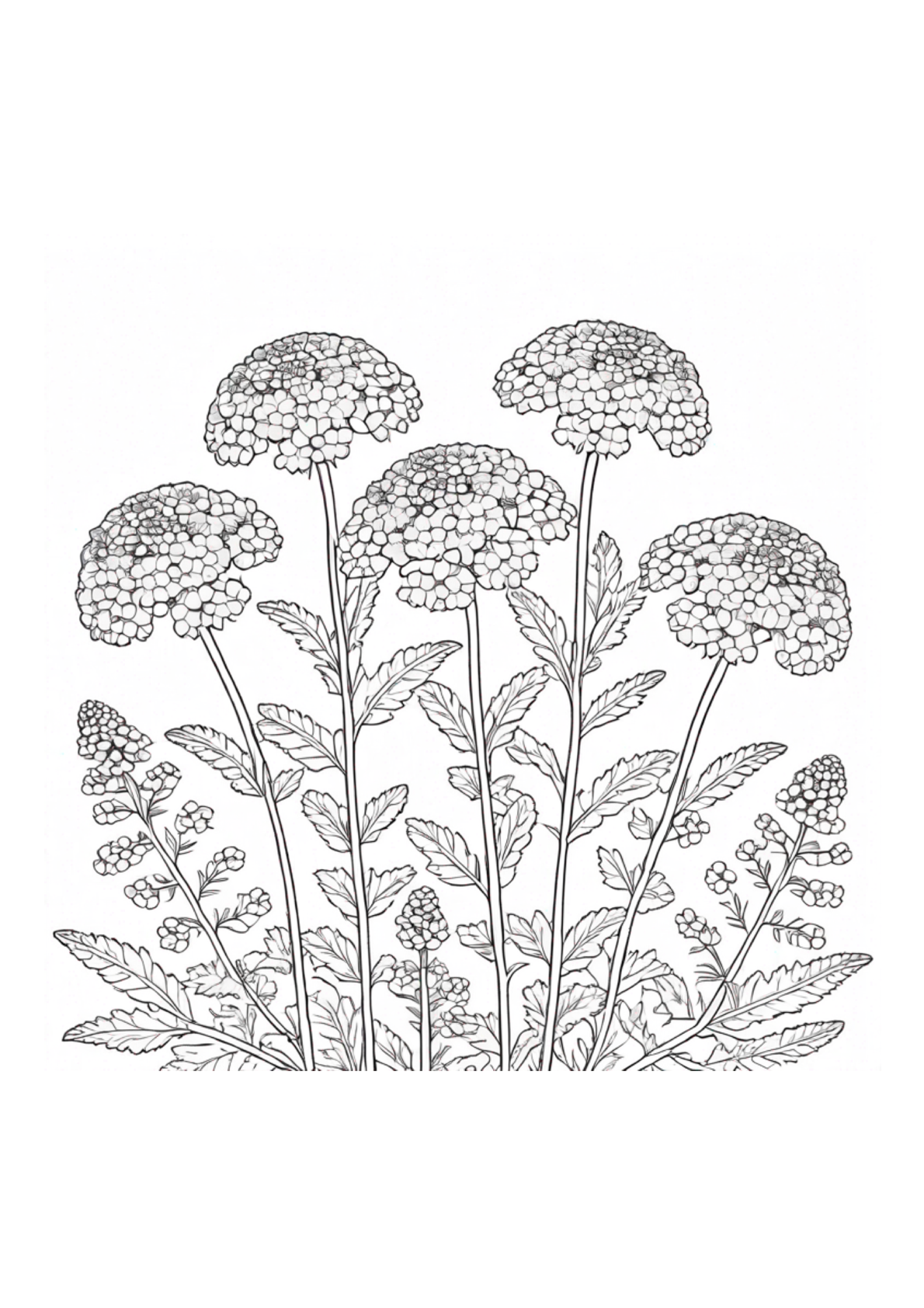 Wild Flowers - Adult Coloring - Paperback